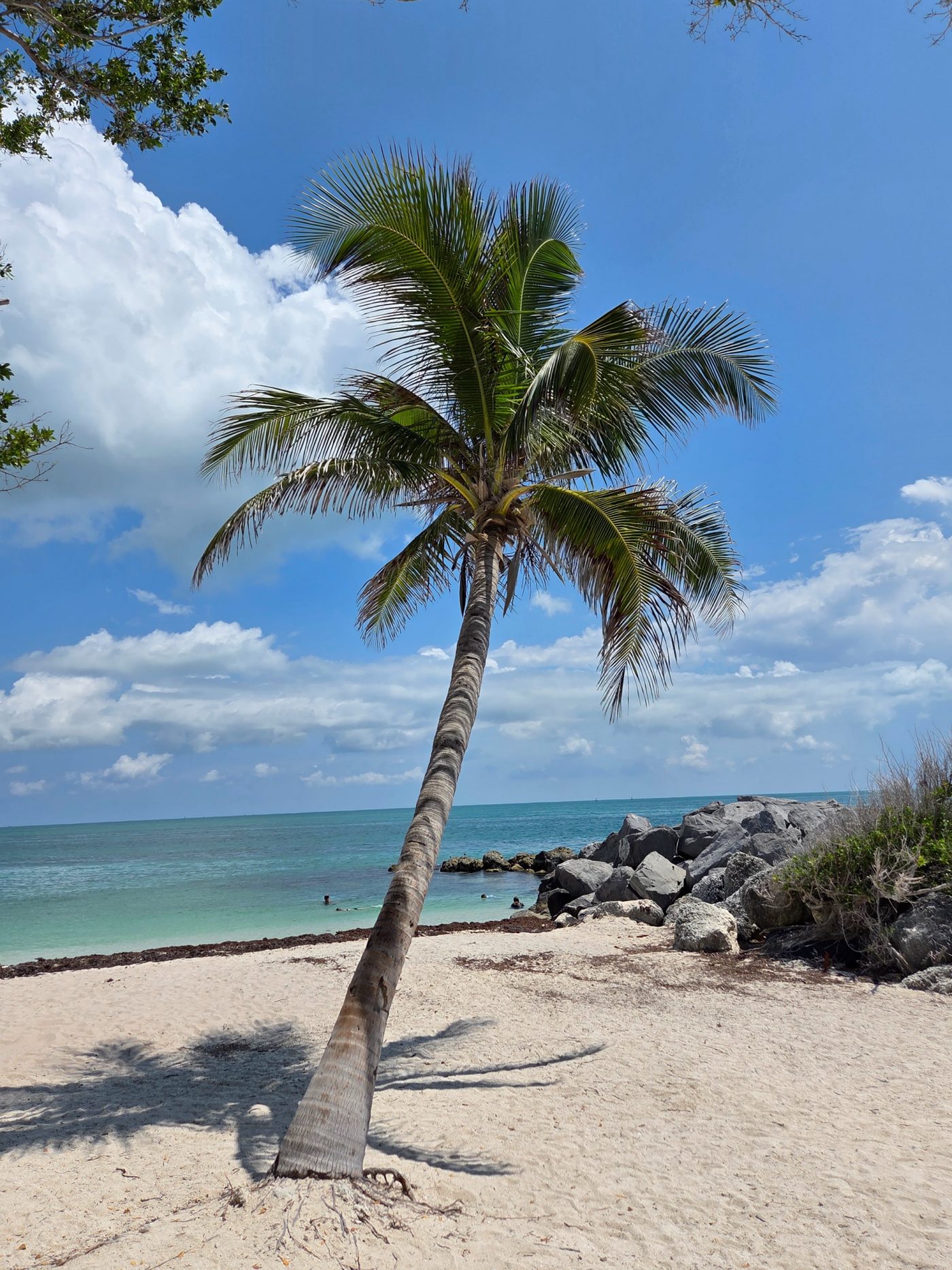 Palma na bílé pláži Key West